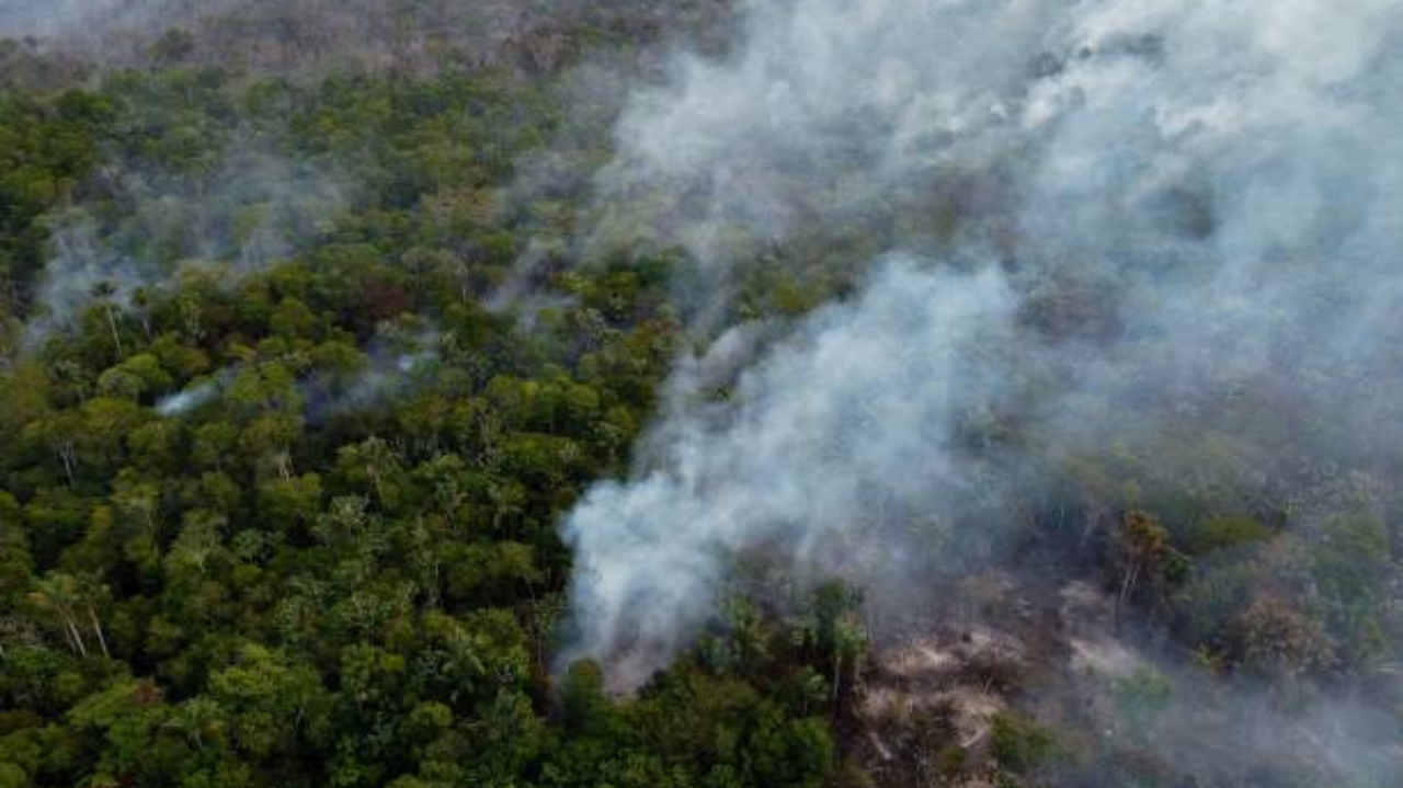 Brasil reduz desmatamento florestal em 36% Lorena Bueri