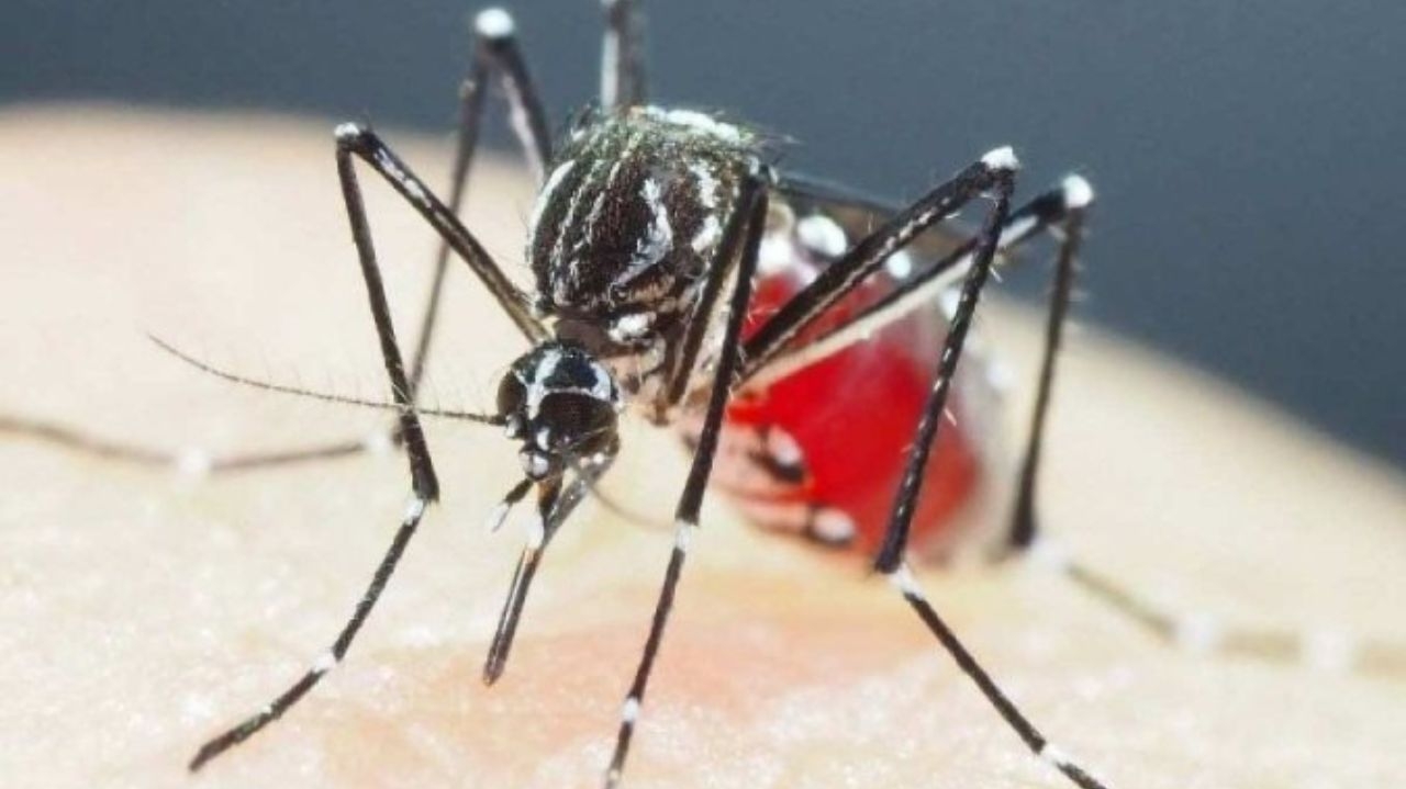A epidemia da dengue chega no auge durante essa semana  Lorena Bueri