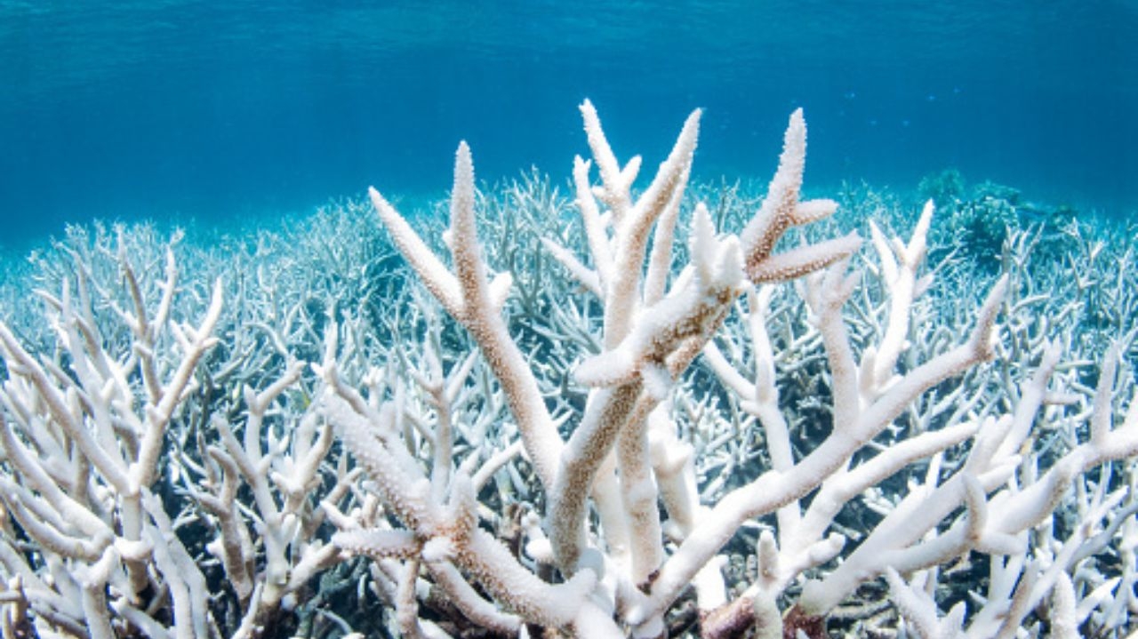 Branqueamento de corais: níveis podem ser os piores já registrados Lorena Bueri