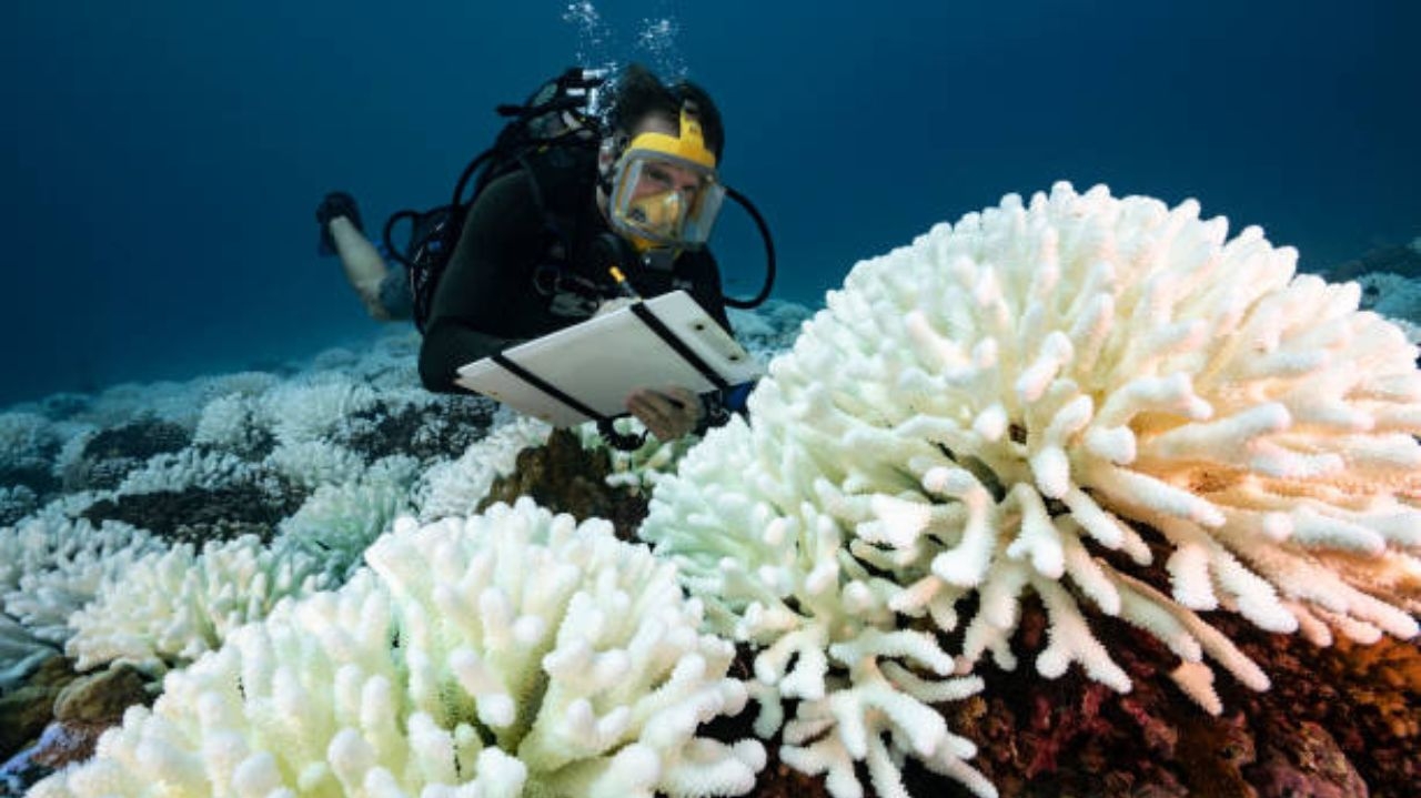 Temperaturas elevadas deixam mais de 54 países com branqueamento de corais  Lorena Bueri