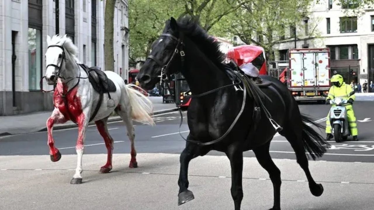 Cavalos do exército fogem e causam acidentes no centro de Londres Lorena Bueri