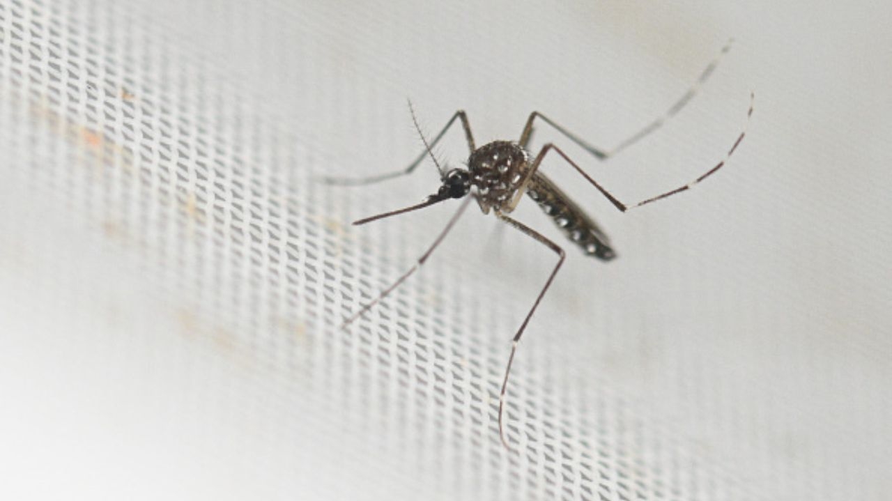 Epidemia de dengue preocupa a sociedade brasileira, aponta pesquisa Lorena Bueri