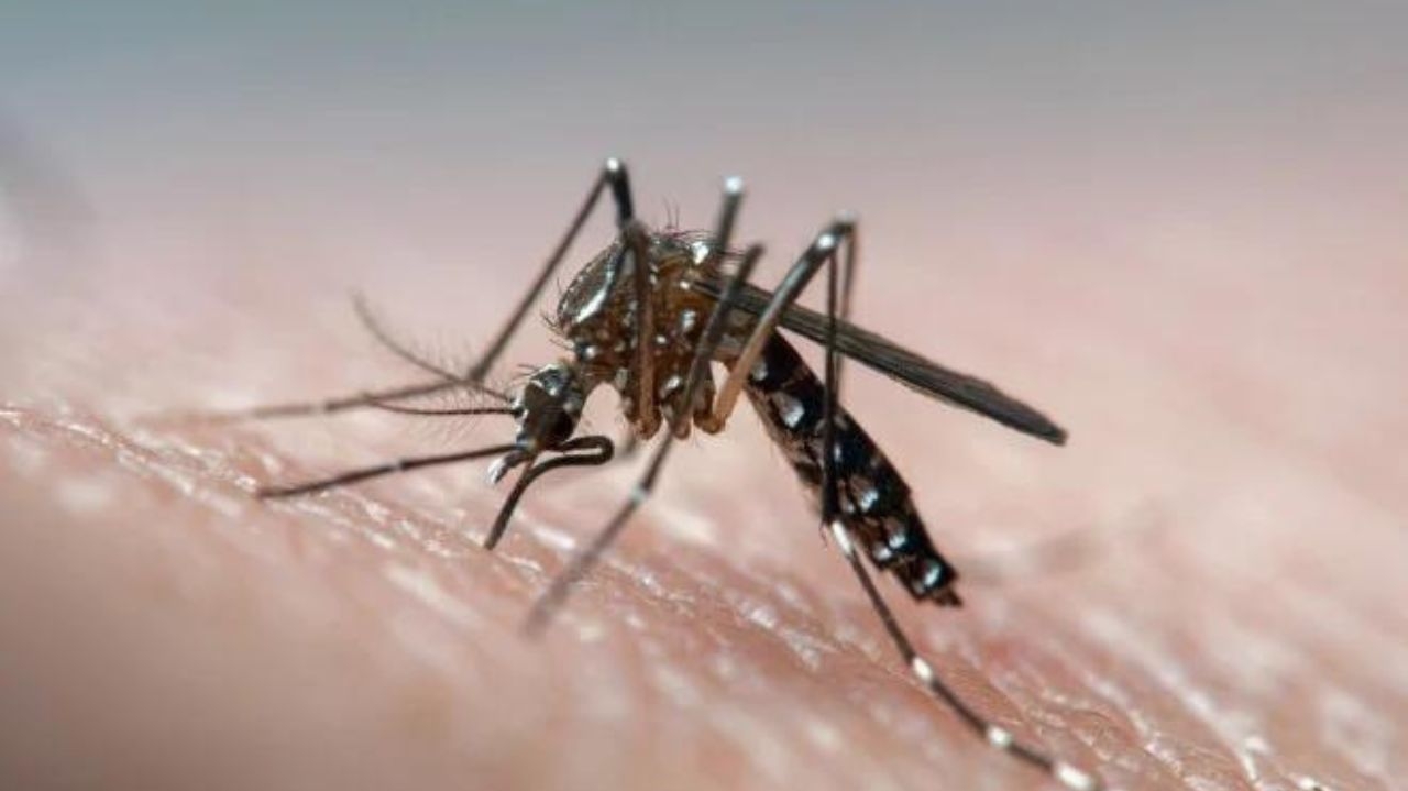 Brasil atinge número recorde de Dengue Lorena Bueri