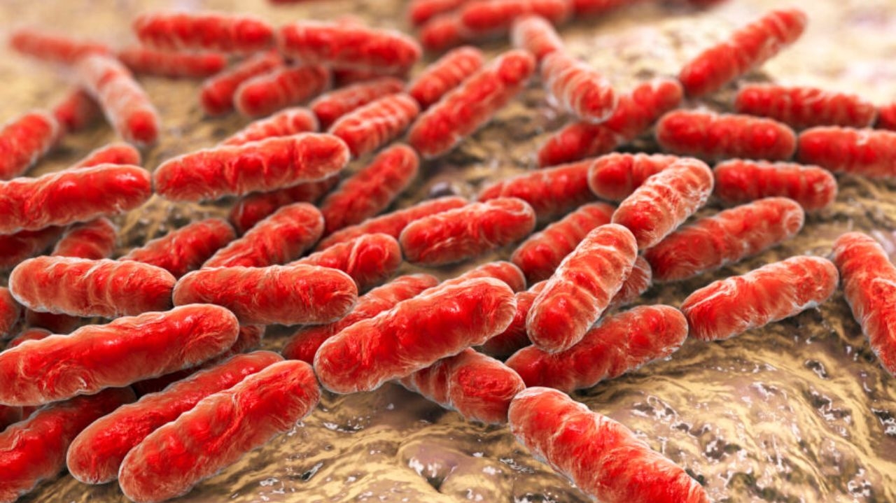 OMS atualiza as 15 bactérias mais alarmantes para a saúde humana  Lorena Bueri