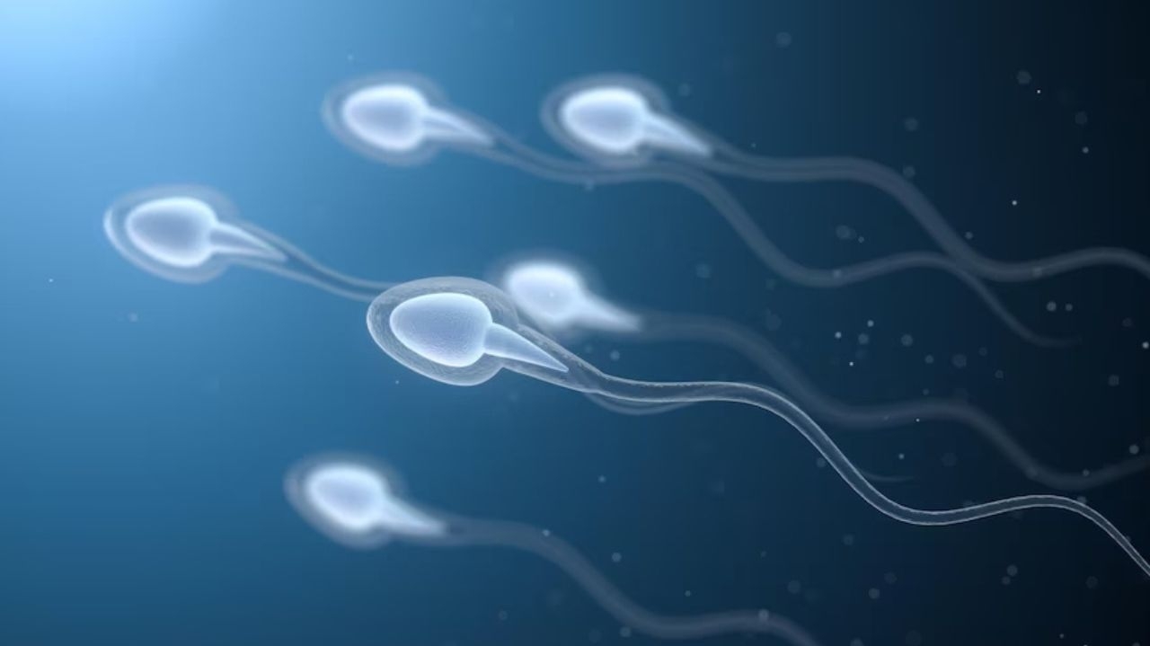 Estudos do anticoncepcional masculino mostra bons resultados Lorena Bueri