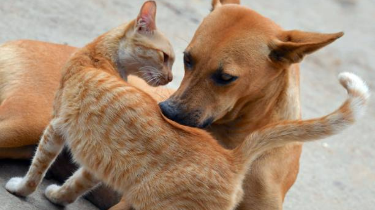 Alesp aprova projeto que proíbe exposição de cães e gatos em vitrines Lorena Bueri