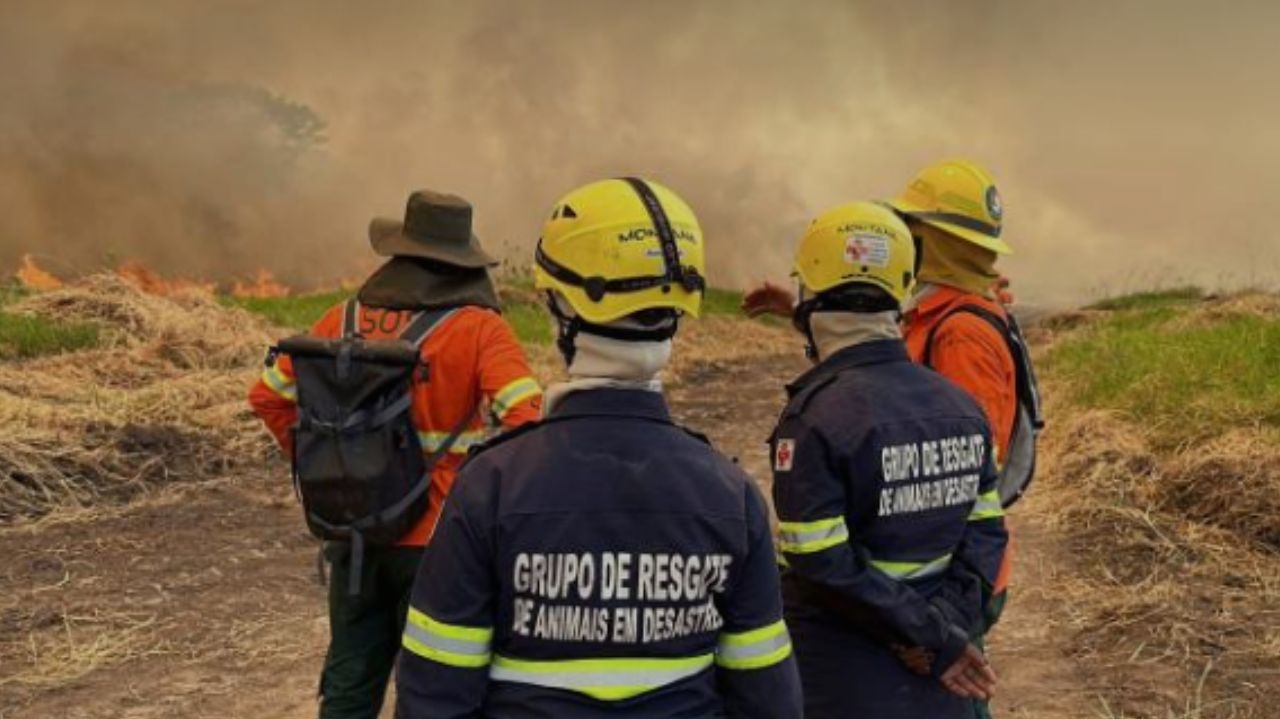 Incêndios no Pantanal batem recorde em junho e ameaçam vida no bioma Lorena Bueri