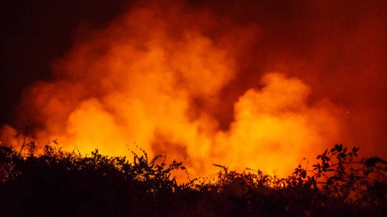 MS declara estado de emergência nas cidades afetadas pelos incêndios no Pantanal Lorena Bueri