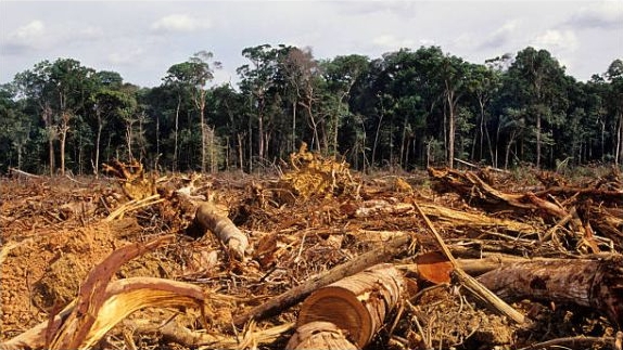 Amazônia registra aumento no número de desmatamento Lorena Bueri