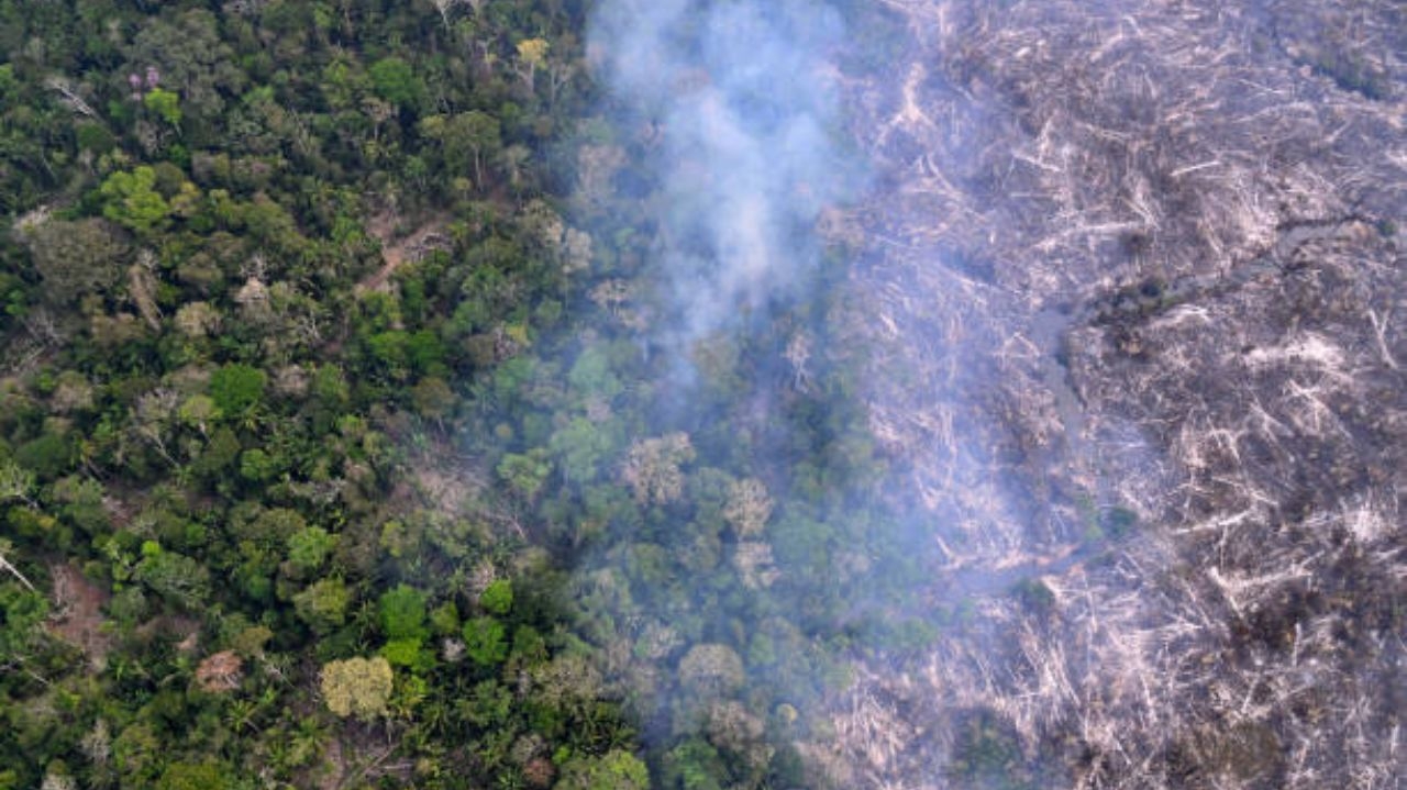 Pará decreta proibição do uso de fogo em áreas de manejo  Lorena Bueri