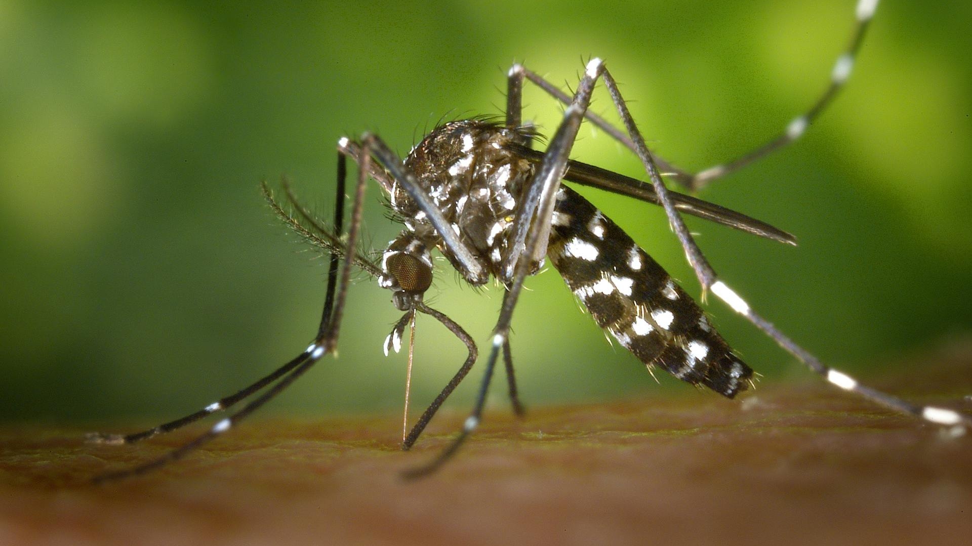 Batalha contra a dengue ganha novo foco e vacina não será a principal solução Lorena Bueri