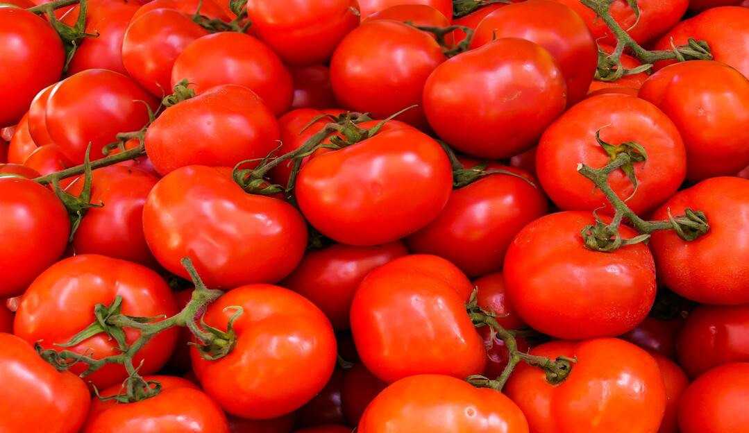 Startup desenvolve no tomate que permite tratamento do colesterol ruim
