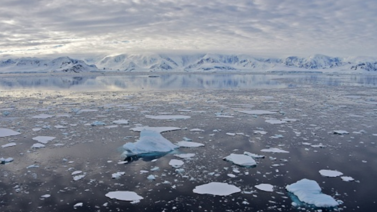 Área verde na Antártica tem aumento acelerado  Lorena Bueri