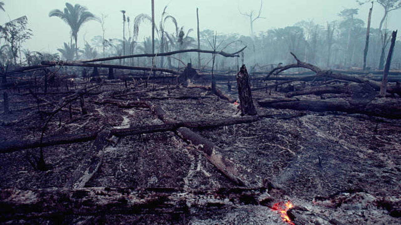 Desmatamento cai em 30% na Amazônia e 25% no Cerrado, diz Inpe Lorena Bueri