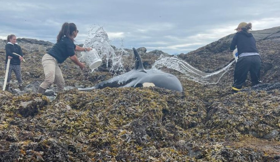 Após horas encalhada, orca é libertada de costa rochosa no Alasca