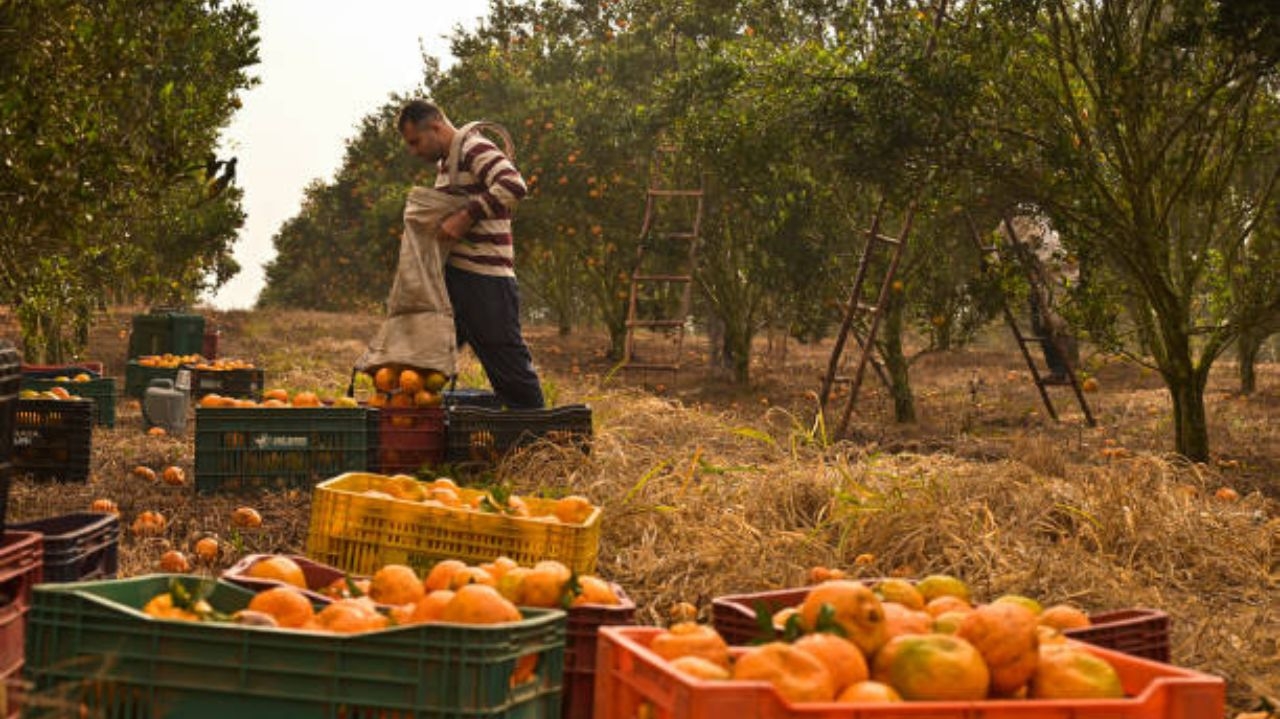 Exportações no agronegócio atingiram marcas históricas em 2024 Lorena Bueri