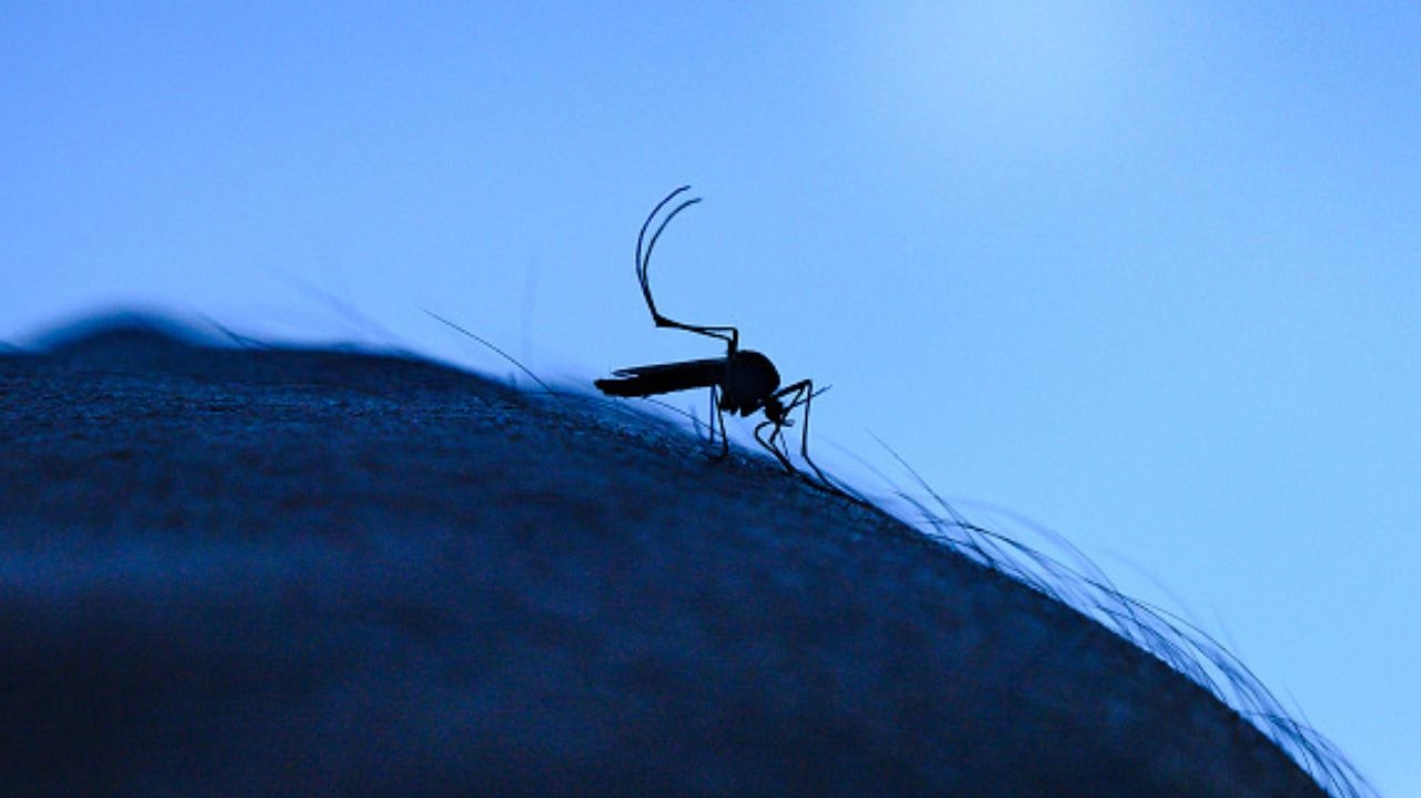 Nove pessoas são vítimas de febre amarela em São Paulo Lorena Bueri