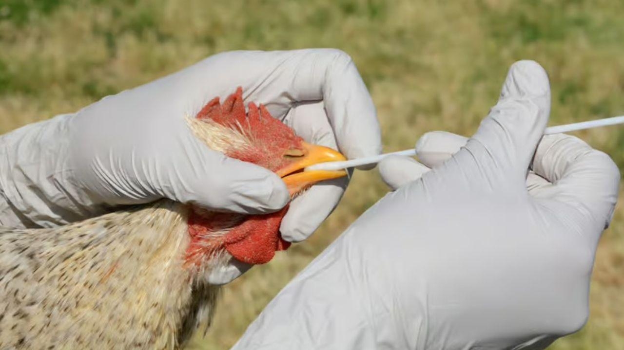 Brasil confirma caso de gripe aviária em granja comercial do Rio Grande do Sul Lorena Bueri