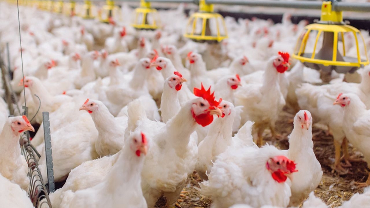 Vendas de frango foram canceladas na Argentina, China e Uruguai Lorena Bueri