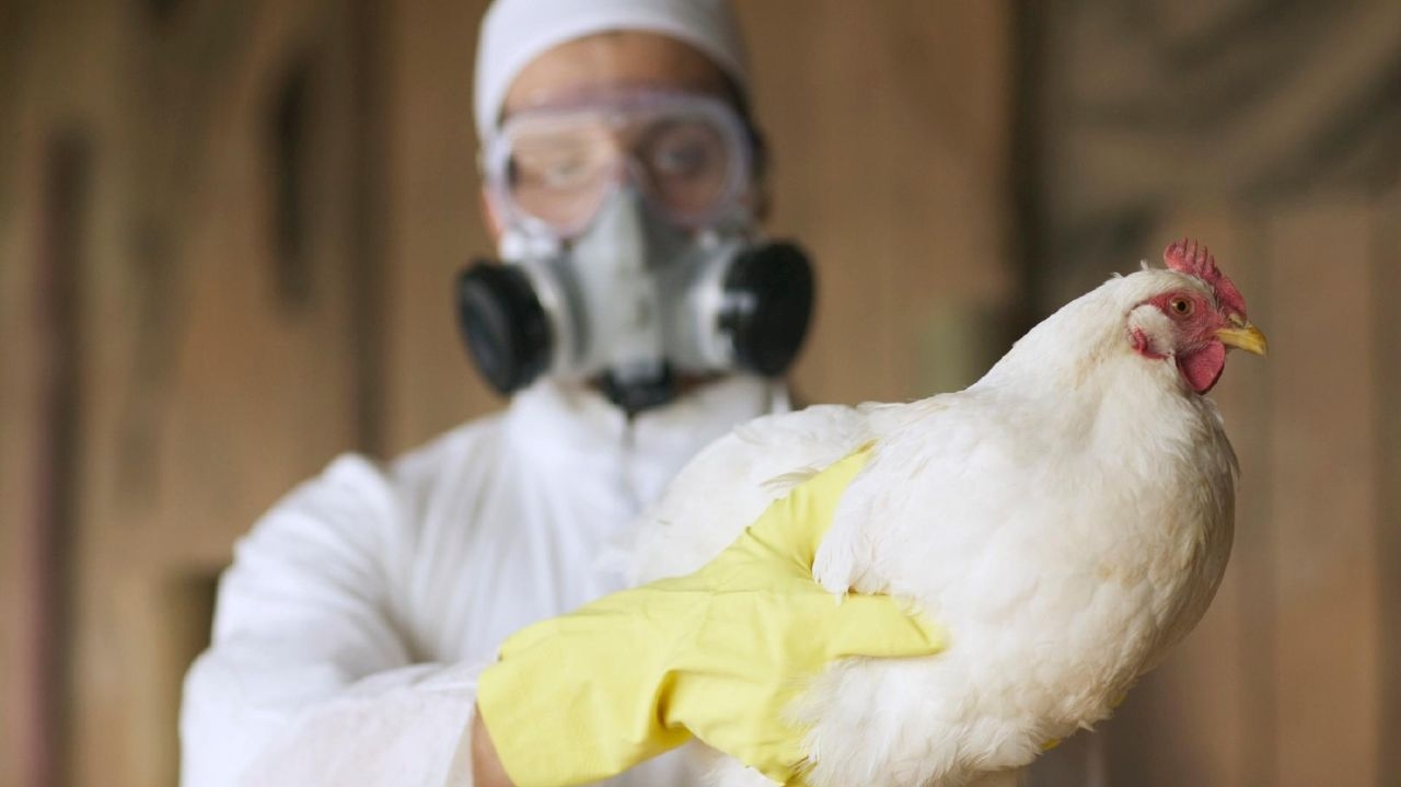 Japão impõe suspensão parcial às importações de aves do Brasil por gripe aviária Lorena Bueri