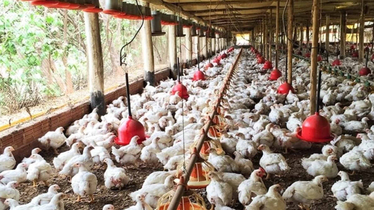 Gripe aviária levanta alerta para risco de pandemia e transmissão em humanos Lorena Bueri
