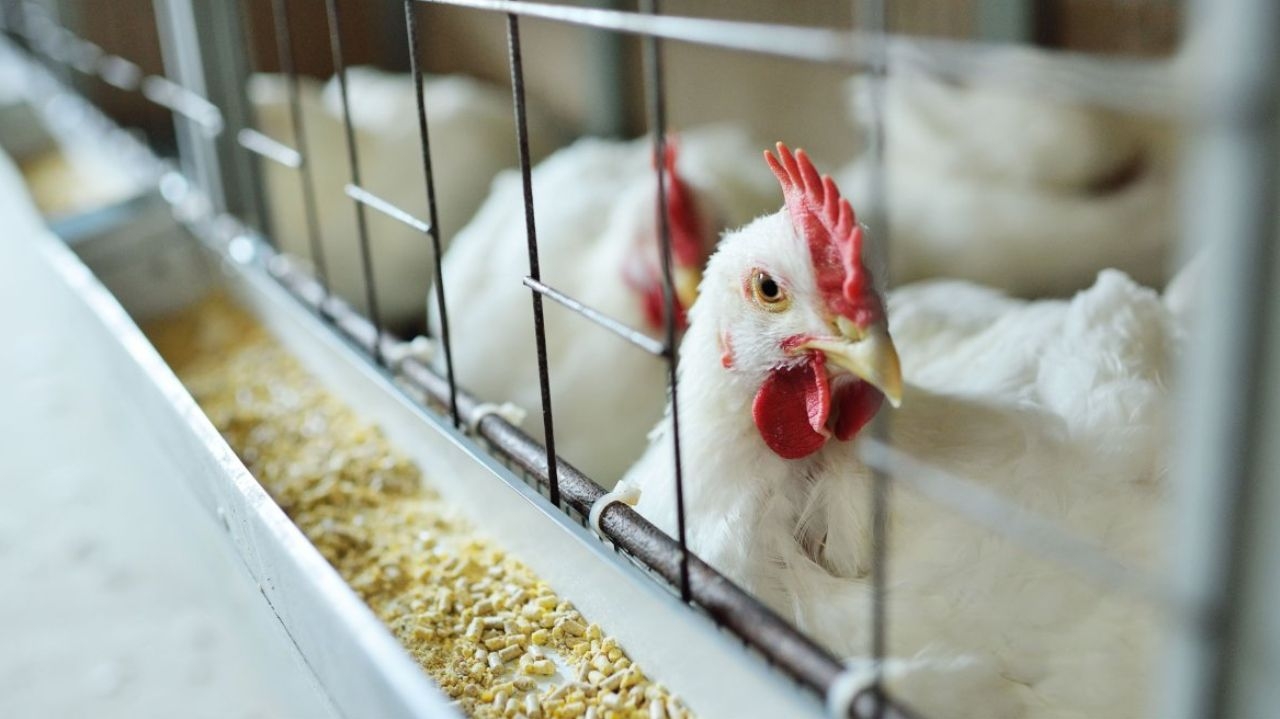 Gripe aviária não deve afetar preços de frango e ovos, afirma ministro da Agricultura e Pecuária Lorena Bueri