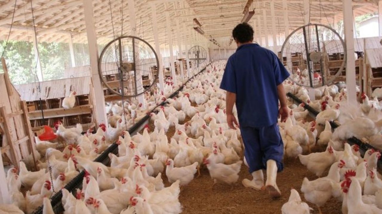 Arábia Saudita eleva restrições ao frango brasileiro e União Euroasiática reduz barreiras Lorena Bueri