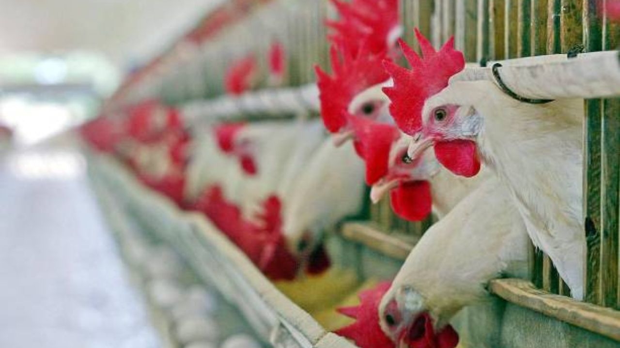 Frango brasileiro sofre restrição por gripe aviária e prejuízo no setor pode chegar a US$ 200 milhões mensais  Lorena Bueri