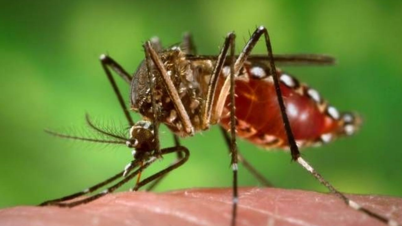 Casos de dengue avançam e Brasil registra mais de mil mortes em 2025 Lorena Bueri