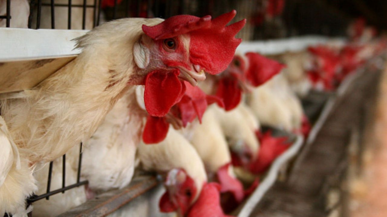 Gripe Aviária: veja os impactos na exportação de carne de frango do Brasil Lorena Bueri