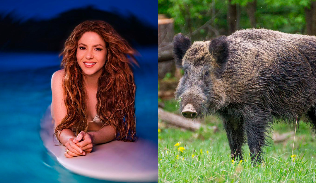 Shakira diz que foi 'atacada e roubada' por dois javalis em parque de Barcelona Lorena Bueri