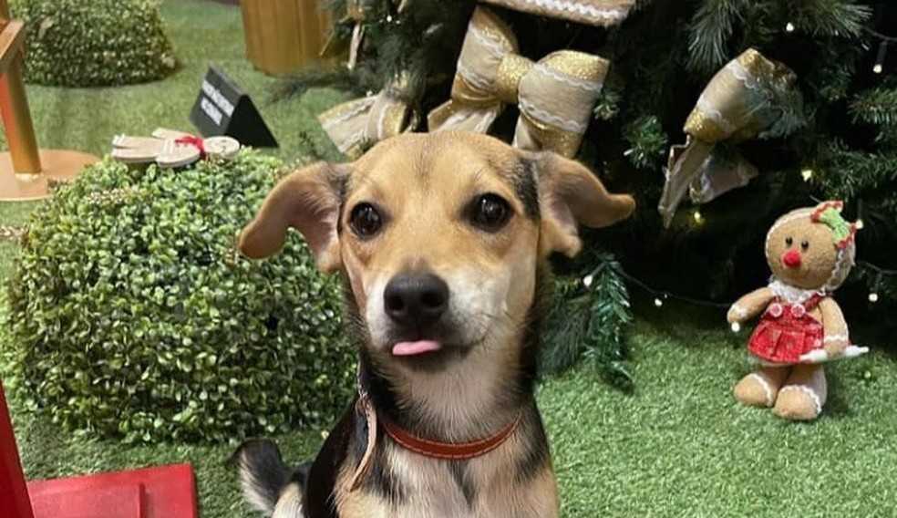 Cãozinho vira-lata sai de casa para andar de ônibus, passear no shopping e tirar fotos com o Papai Noel em BH