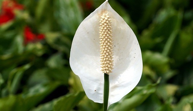 Conheça o Lírio da paz e cultive no seu lar a flor da proteção