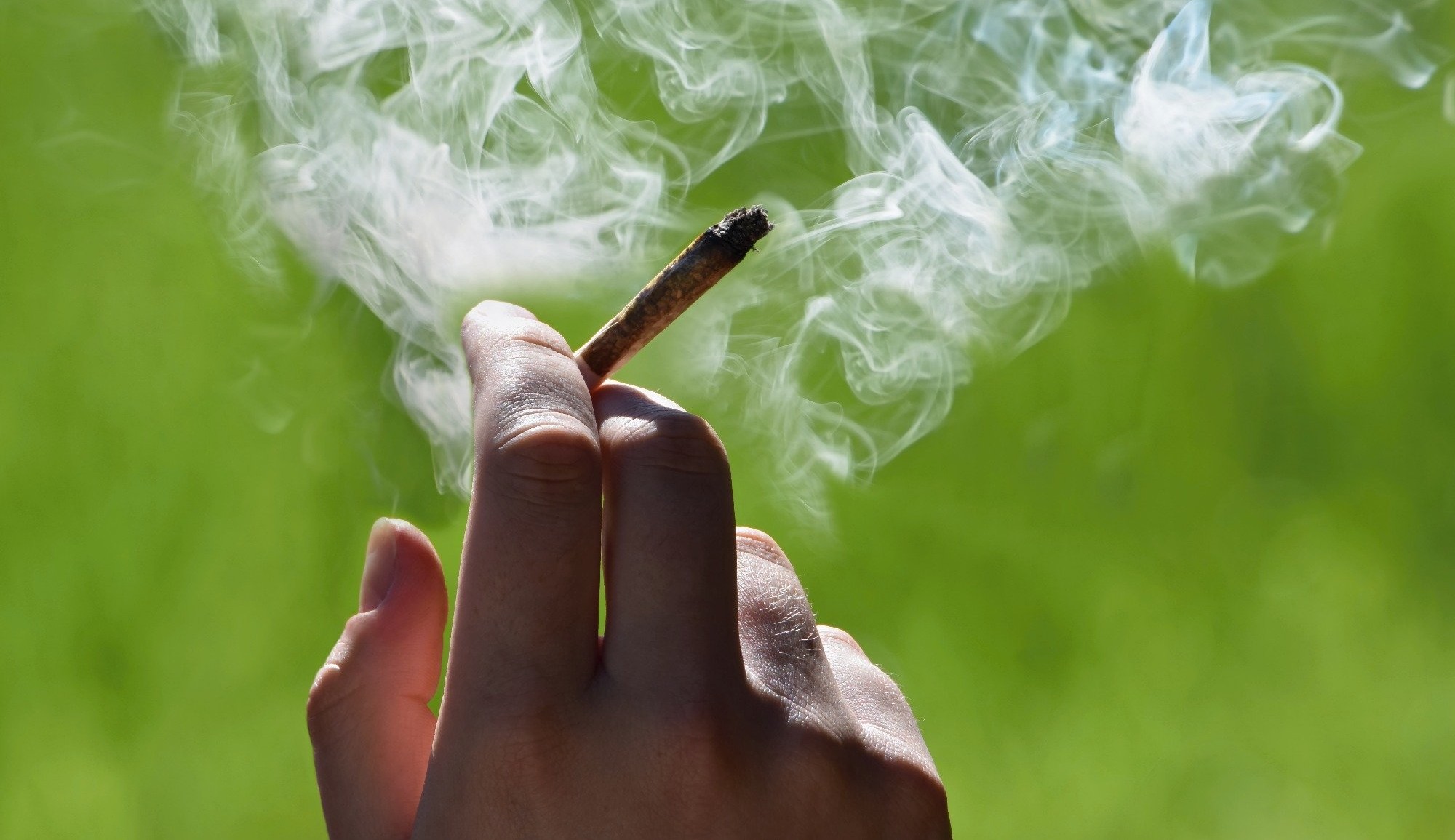 Ingerir ou fumar maconha não previne contra a Covid-19