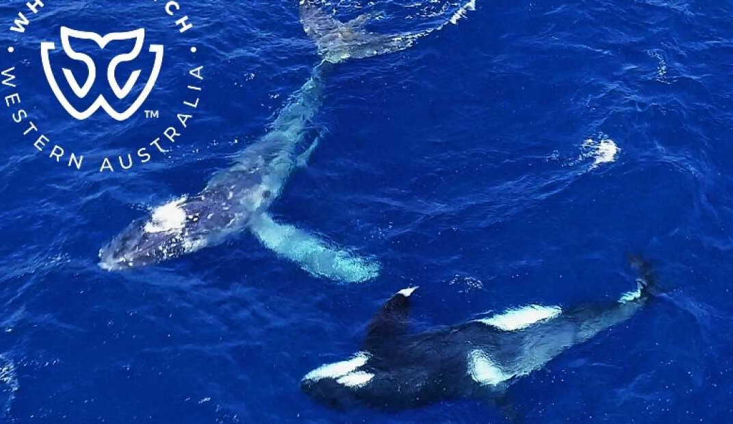 Orcas surpreendem ao salvarem a vida de baleia jubarte