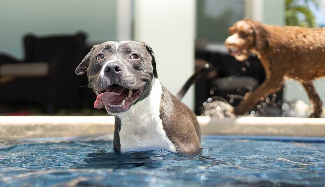 Maior atenção aos pets nesse verão