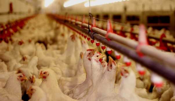 Em Goiás, aves morrem após granja ficar sem energia
