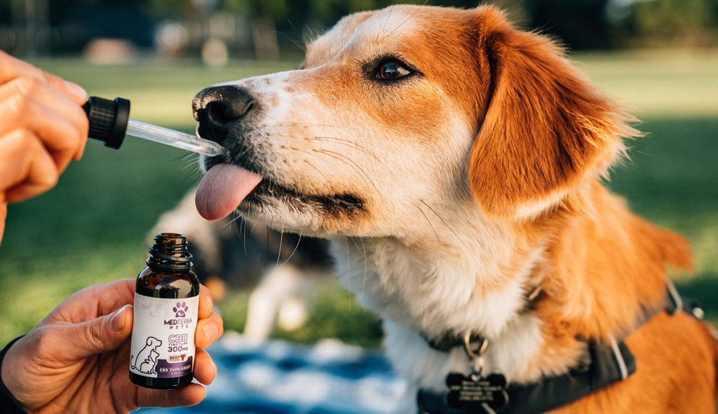 Cannabis medicinal como tratamento de algumas doenças de animais