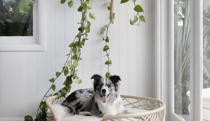 Confira quais cuidados se deve ter com animais e plantas