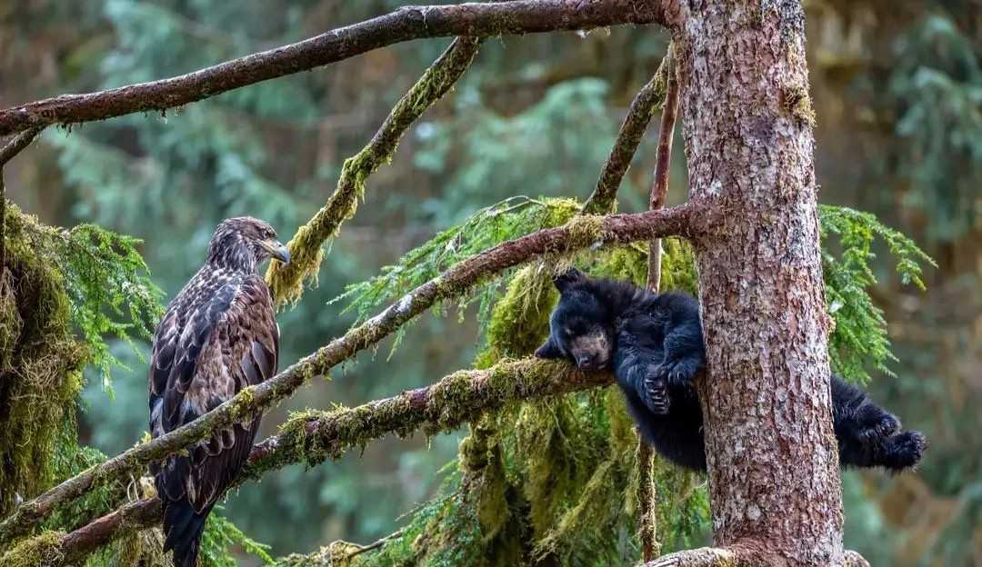 Confira os vencedores do prêmio internacional de fotografia de ‘Vida Selvagem’