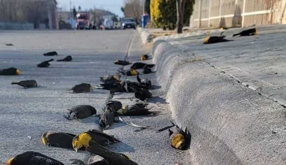 Dezenas de pássaros sofrem queda inesperada no México