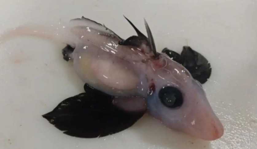 Raro bebê tubarão-fantasma é encontrado por cientistas da Nova Zelândia