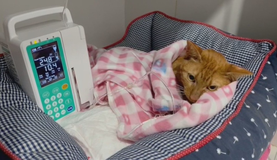 Vitória, gata resgatada após 9 dias embaixo dos destroços de Petrópolis recebe assistência veterinária