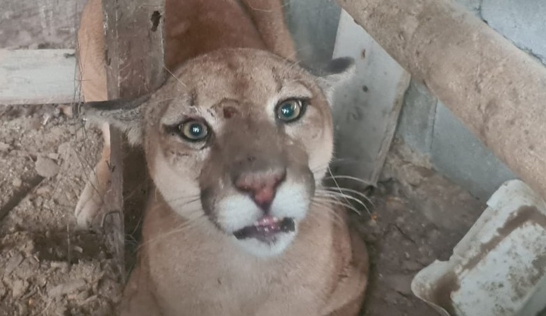 Onça-parda que estava presa em galinheiro ganha foto antes de ser resgatada