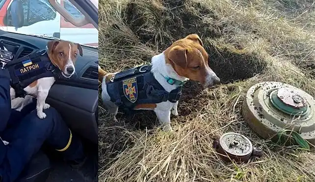 Cãozinho farejador consegue identificar mais de 90 bombas na Ucrânia