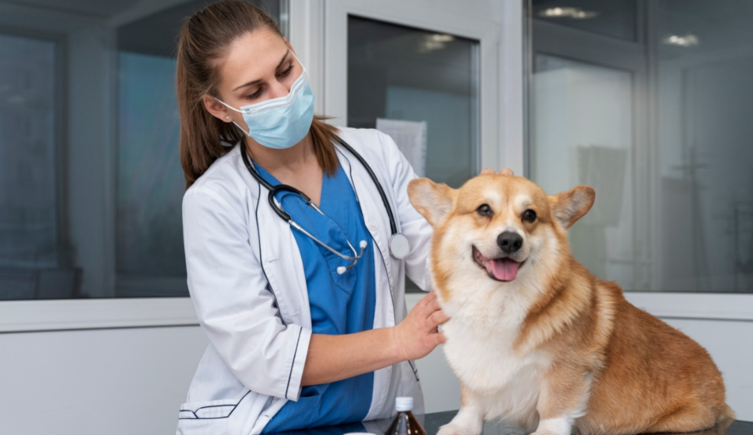 Saúde animal: saiba como evitar a obesidade em animais de estimação