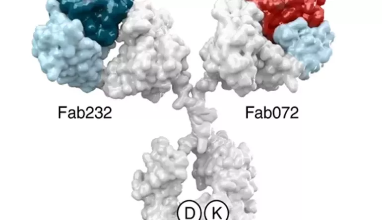 Cientistas descobrem novo anticorpo capaz de atacar células cancerígenas