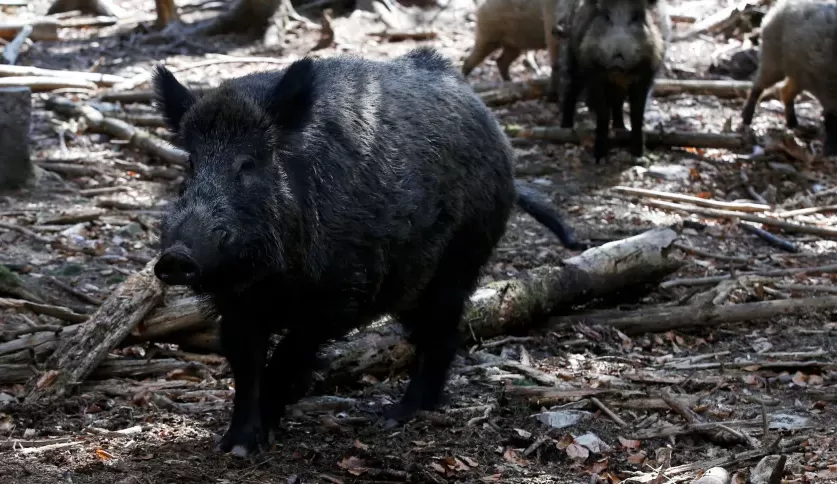 Javalis serão abatidos na Itália para conter peste suína