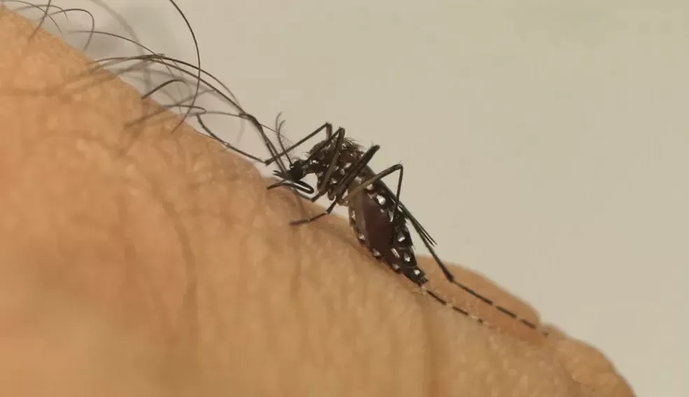 De acordo com infectologista, o avanço da dengue pode ter relação com aumento da pobreza