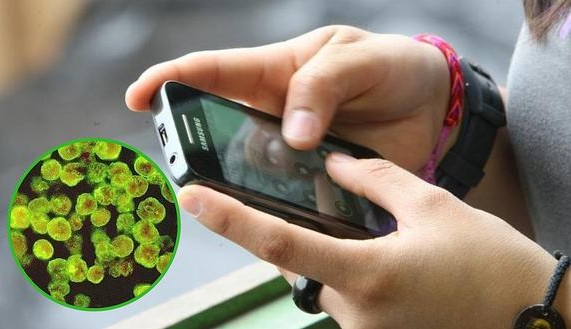 Celular pode abrigar 23 mil fungos e bactérias. Saiba como higienizar corretamente seu aparelho.